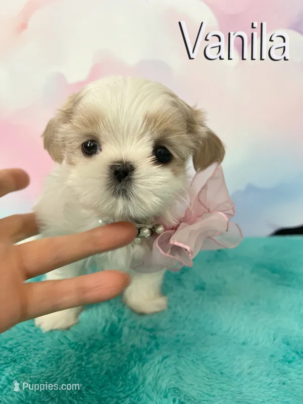 Vanila – Shih Tzu puppy for sale in Kingman, AZ