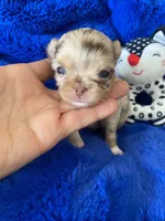 Jerry , a male Chihuahua for sale in Kingman, AZ – 4 of 8