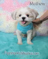 Mathew, a male Shih Tzu for sale in Kingman, AZ – 1 of 7