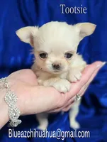 Tootsie, a female Chihuahua for sale in Kingman, AZ – 5 of 5