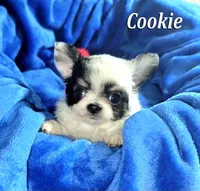 tiny Cookie, a female Chihuahua for sale in Kingman, AZ – 3 of 4