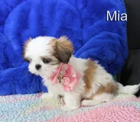 Mia, a female Shih Tzu for sale in Kingman, AZ – 3 of 9
