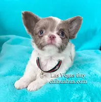 Max lilac  white, a male Chihuahua for sale in Las Vegas, NV – Photo 4 of 6