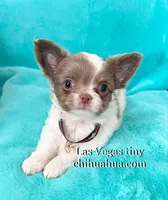 Max lilac  white, a male Chihuahua for sale in Las Vegas, NV – Photo 3 of 6