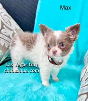 Max lilac  white, a male Chihuahua for sale in Las Vegas, NV – Photo 2 of 6