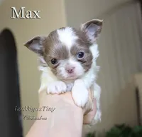 Max lilac  white, a male Chihuahua for sale in Las Vegas, NV – Photo 5 of 6