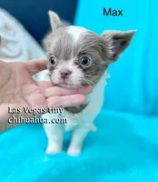 Max lilac  white, a male Chihuahua for sale in Las Vegas, NV – Photo 1 of 6