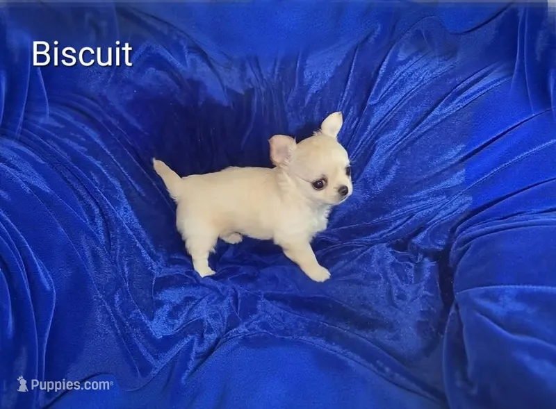 Biscuit – Chihuahua puppy for sale in Kingman, AZ