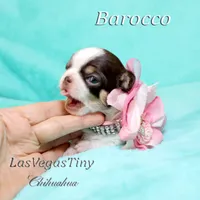 Borocco, a female Chihuahua for sale in Las Vegas, NV – Photo 10 of 10