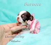 processed/b5bcae45-0389-4b1e-8f0e-bb3abb7dc693/listing/b43af090-0afe-4fd3-8d75-21cf956c93fb/00fd7b36-6a32-42bf-a2ff-a02538a04ef4