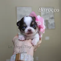Borocco, a female Chihuahua for sale in Las Vegas, NV – Photo 1 of 10