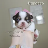 Borocco, a female Chihuahua for sale in Las Vegas, NV – Photo 5 of 10