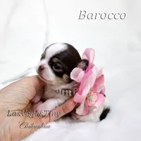 Borocco, a female Chihuahua for sale in Las Vegas, NV – Photo 4 of 10