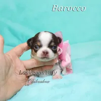 Borocco, a female Chihuahua for sale in Las Vegas, NV – Photo 3 of 10