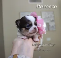 processed/b5bcae45-0389-4b1e-8f0e-bb3abb7dc693/listing/b43af090-0afe-4fd3-8d75-21cf956c93fb/43733a02-2813-475f-9ae2-133ae62f2954