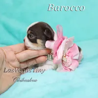 Borocco, a female Chihuahua for sale in Las Vegas, NV – Photo 7 of 10