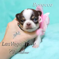 Borocco, a female Chihuahua for sale in Las Vegas, NV – Photo 9 of 10