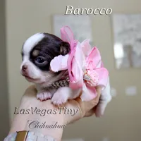 Borocco, a female Chihuahua for sale in Las Vegas, NV – Photo 8 of 10