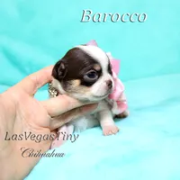 Borocco, a female Chihuahua for sale in Las Vegas, NV – Photo 6 of 10