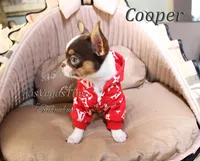 Cooper chocolate tri, a male Chihuahua for sale in Las Vegas, NV – Photo 3 of 6