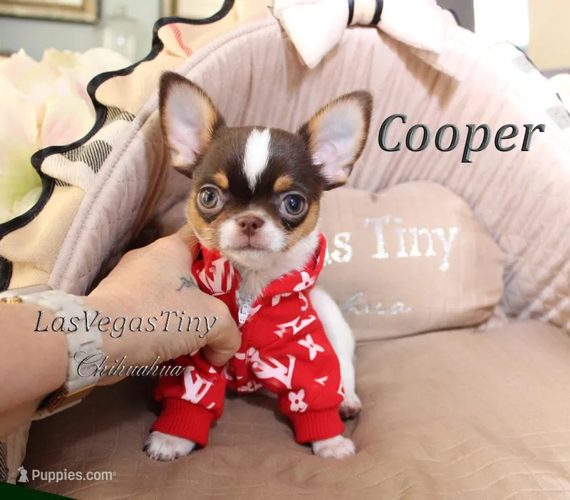 Cooper chocolate tri – Chihuahua puppy for sale in Las Vegas, NV