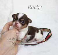 Cooper chocolate tri, a male Chihuahua for sale in Las Vegas, NV – Photo 5 of 6