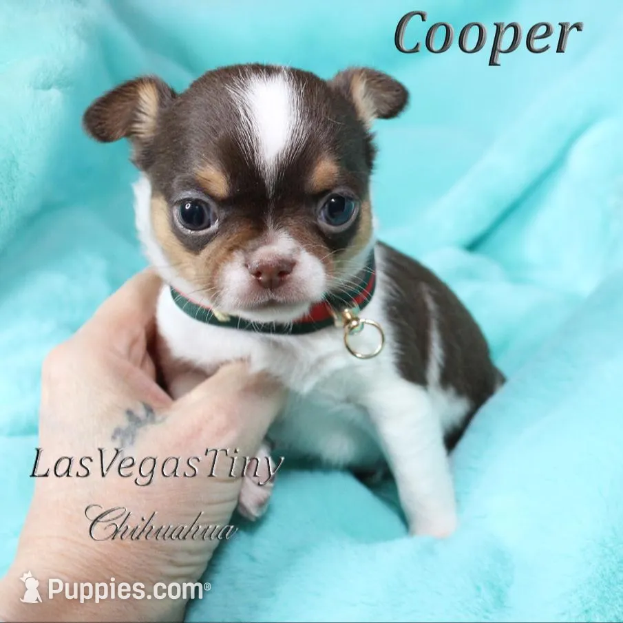 Cooper chocolate tri, a male Chihuahua for sale in Las Vegas, NV – Photo 2 of 6