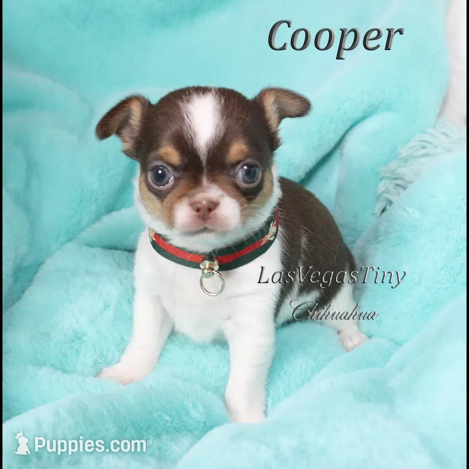 Cooper chocolate tri, a male Chihuahua for sale in Las Vegas, NV – Photo 4 of 6