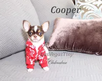 Cooper chocolate tri, a male Chihuahua for sale in Las Vegas, NV – Photo 6 of 6