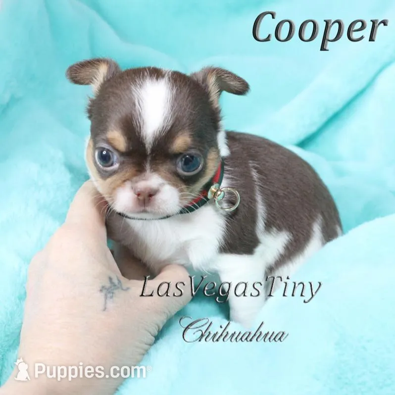 Cooper chocolate tri