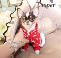 Cooper chocolate tri, a male Chihuahua for sale in Las Vegas, NV – Photo 5 of 6
