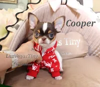 Cooper chocolate tri, a male Chihuahua for sale in Las Vegas, NV – Photo 2 of 6