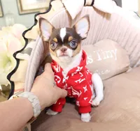 Cooper chocolate tri, a male Chihuahua for sale in Las Vegas, NV – Photo 4 of 6