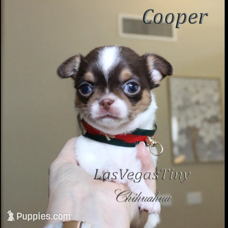 Cooper chocolate tri, a male Chihuahua for sale in Las Vegas, NV – Photo 3 of 6