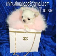 Tootsie, a female Chihuahua for sale in Kingman, AZ – 4 of 4