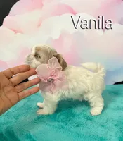 Vanila, a female Shih Tzu for sale in Kingman, AZ – 4 of 9