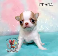 Prada, a female Chihuahua for sale in Kingman, AZ – 2 of 7