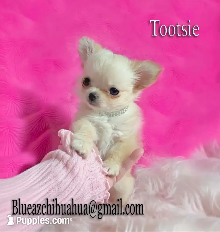 Tootsie, a female Chihuahua for sale in Kingman, AZ – 2 of 5