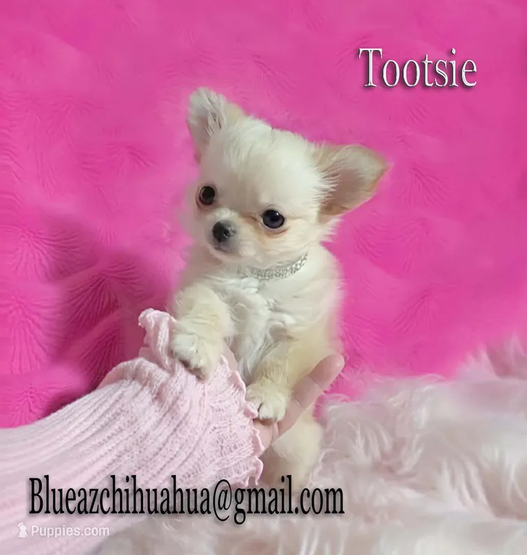 Tootsie – Chihuahua puppy for sale in Kingman, AZ