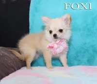 FOXI, a female Chihuahua for sale in Kingman, AZ – 5 of 10