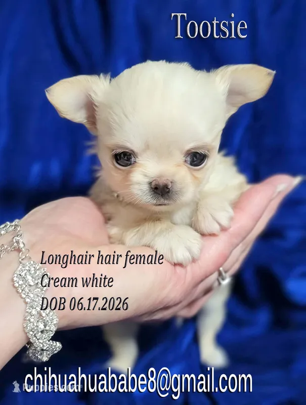 Tootsie – Chihuahua puppy for sale in Kingman, AZ