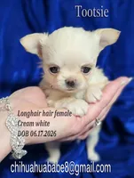 Tootsie, a female Chihuahua for sale in Kingman, AZ – 1 of 4