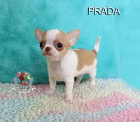 Prada, a female Chihuahua for sale in Kingman, AZ – 6 of 9