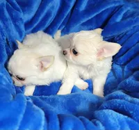 Sasha, a female Chihuahua for sale in Kingman, AZ – 3 of 6