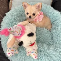 Foxy, a female Chihuahua for sale in Kingman, AZ – 2 of 4