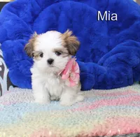 Mia, a female Shih Tzu for sale in Kingman, AZ – 6 of 9