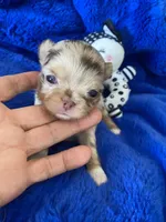 Jerry , a male Chihuahua for sale in Kingman, AZ – 8 of 8
