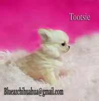 Tootsie, a female Chihuahua for sale in Kingman, AZ – 4 of 5
