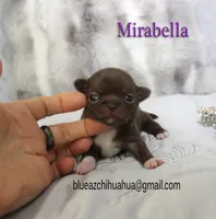 Mirabella, a female Chihuahua for sale in Kingman, AZ – 3 of 4