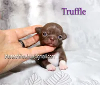 Truffle, a female Chihuahua for sale in Kingman, AZ – 5 of 5
